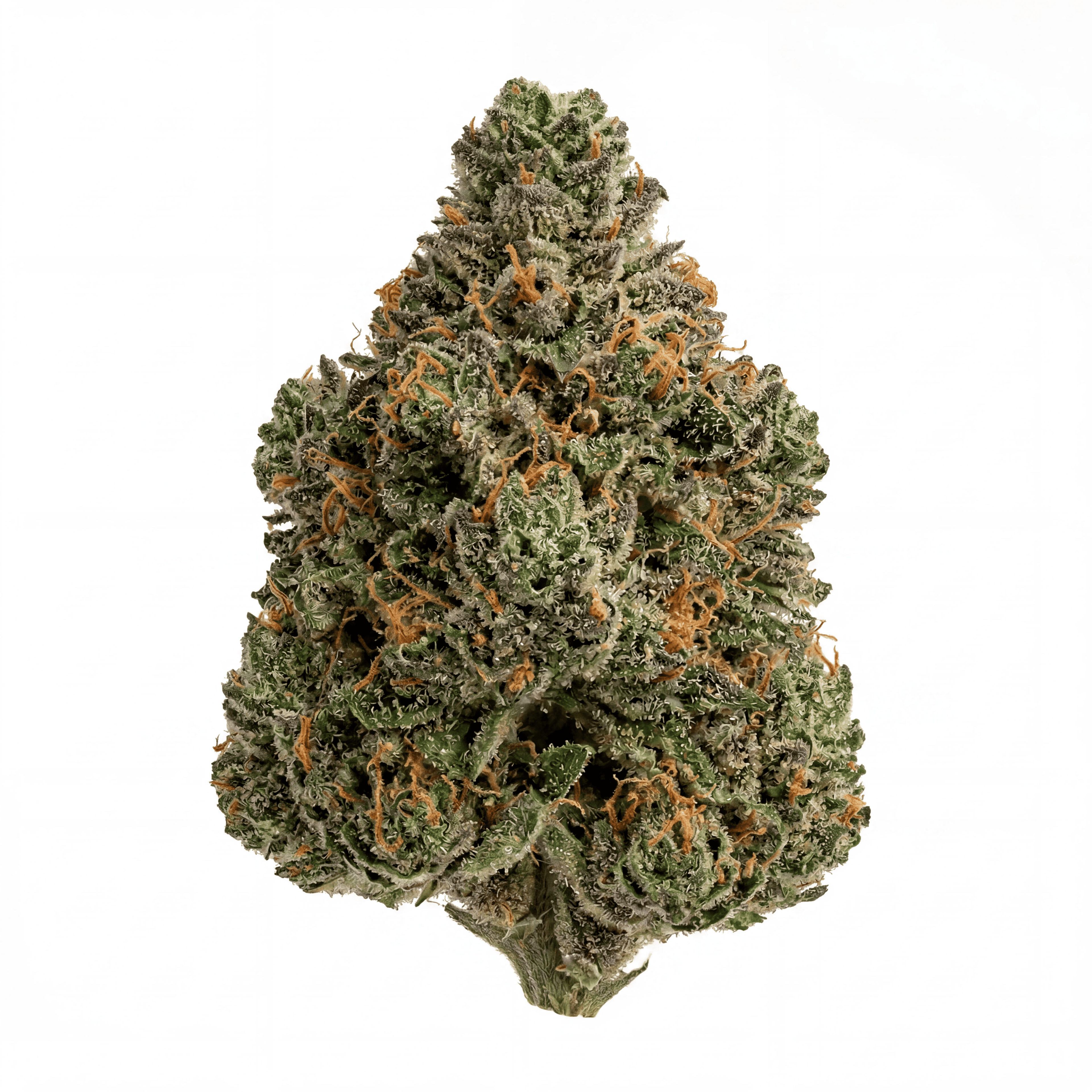 Orange Bud THCA