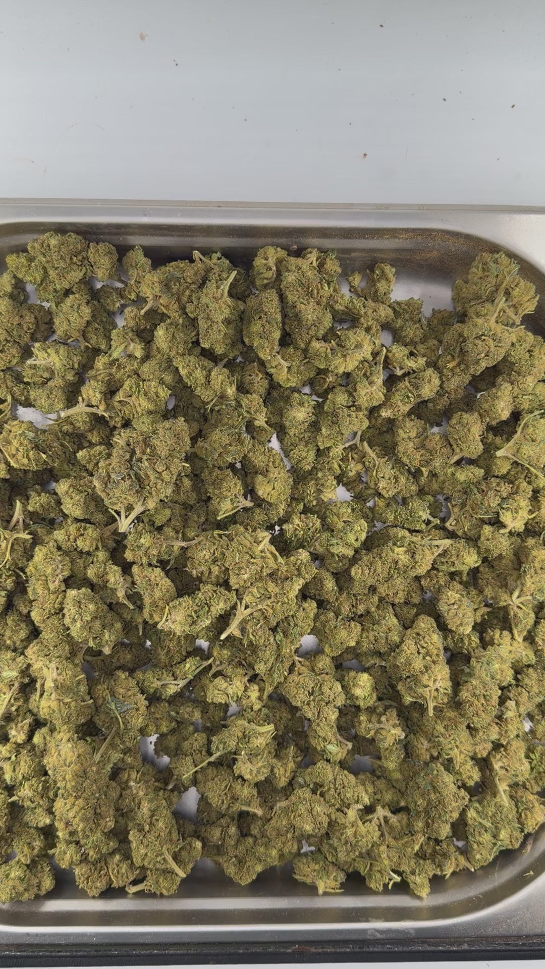 Orange Bud THV+