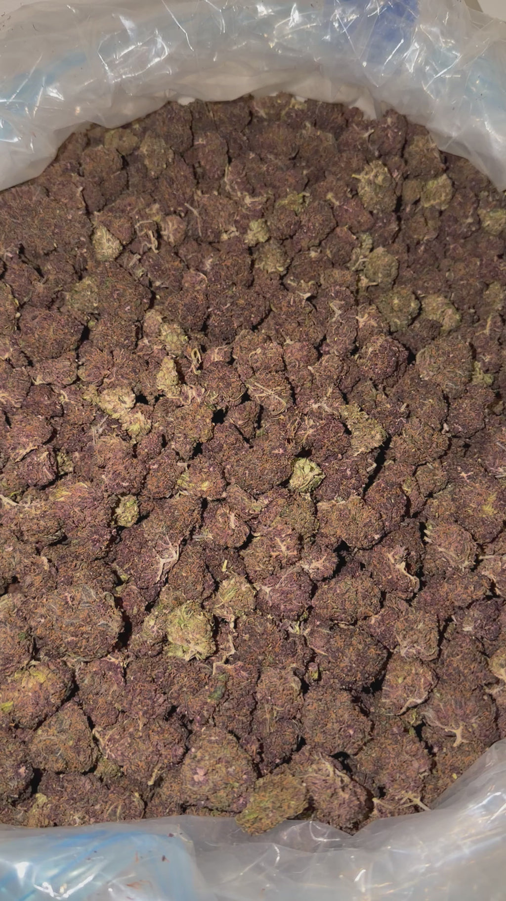Purple Pop's THV+