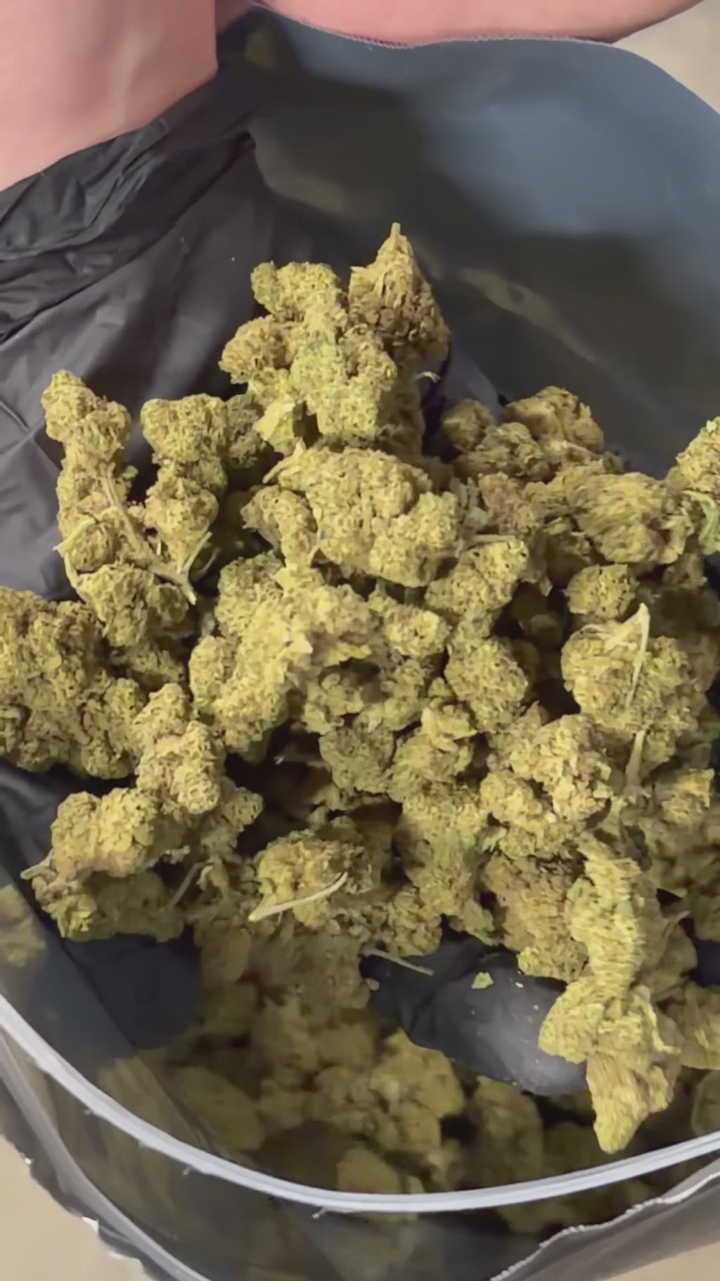Amnesia Haze THCA+