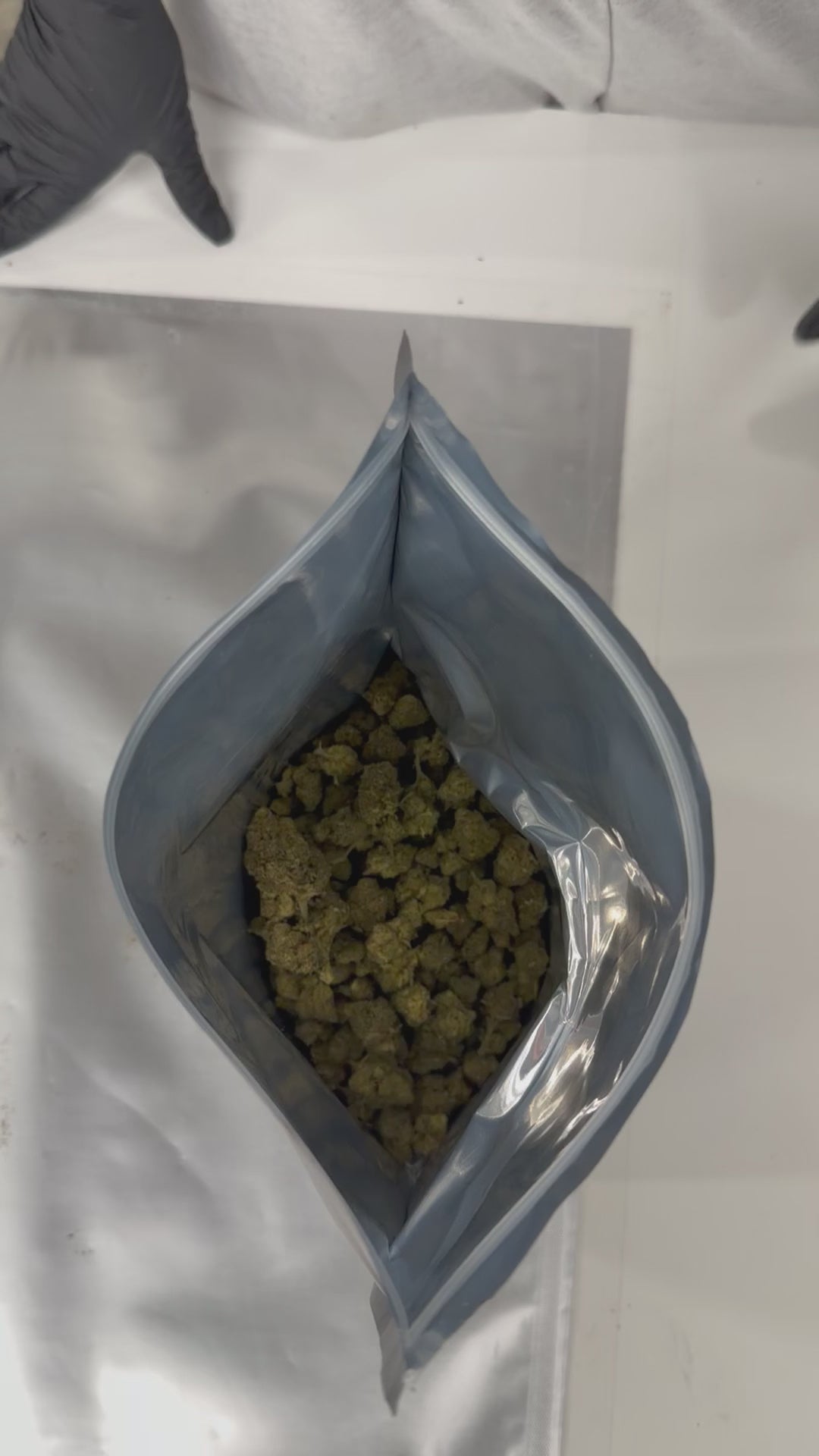 Blueberry Diesel THV+
