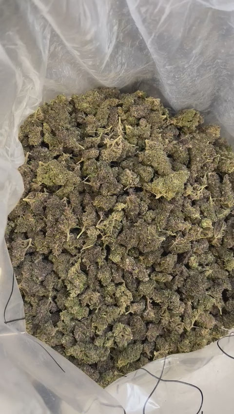 Purple Haze THV+