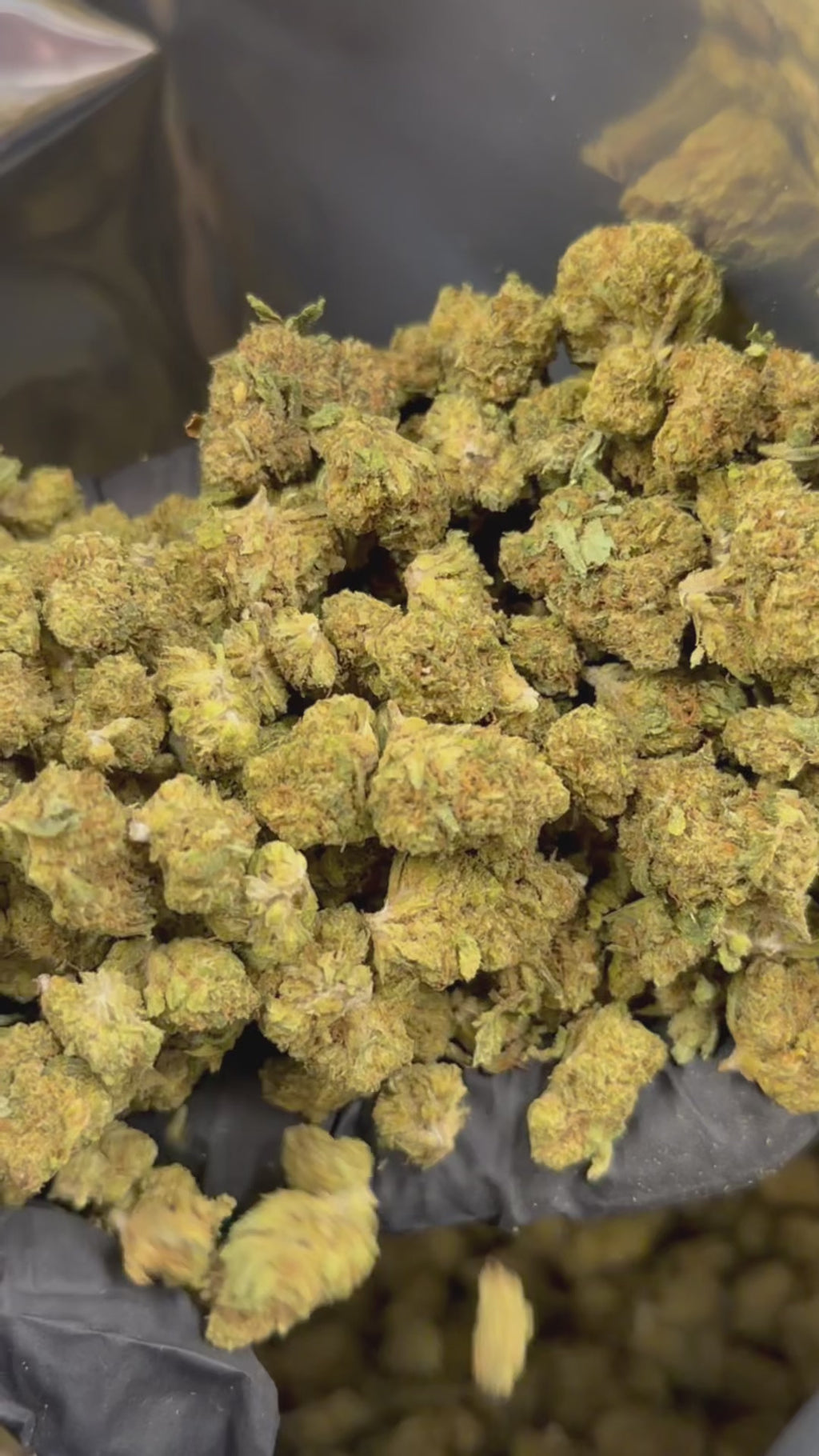 Amnesia Pop's THV+
